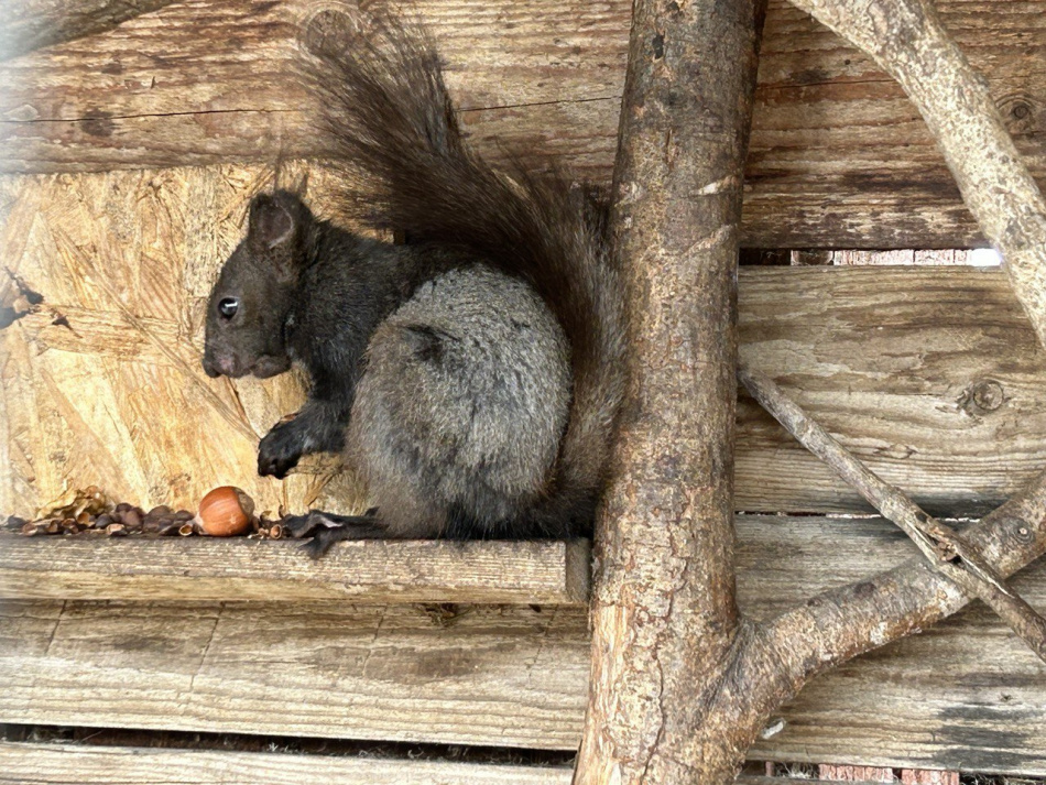 Российские производители усиливают позиции на рынке специализированных кормов для животных